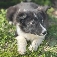 Border collie