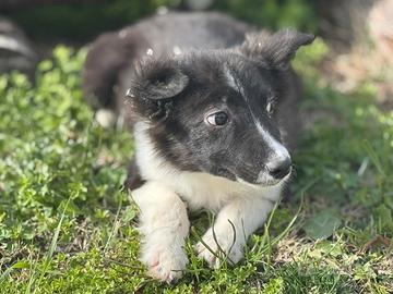 Border collie