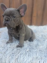 Bulldog francesi merle e blu