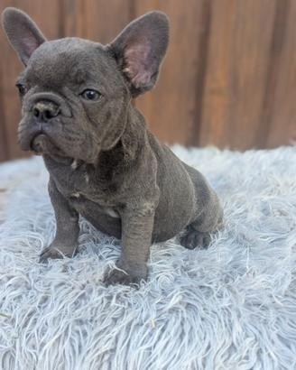 Bulldog francesi merle e blu