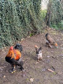 Brahma perniciato oro