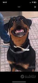 Cuccioli di Rottweiler