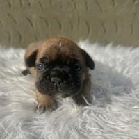 Bulldog francesi cuccioli merle
