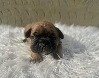 Bulldog francesi cuccioli merle