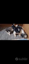 Shih Tzu cuccioli