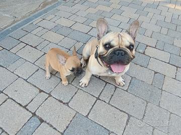 Bouledogue Francese cucciola fulva