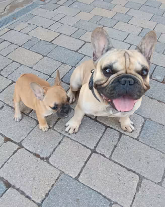 Bouledogue Francese cucciola fulva