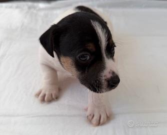 Jack Russel Terrier Maschio