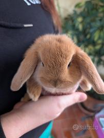 Cuccioli di coniglietto Ariete Nano svezzati