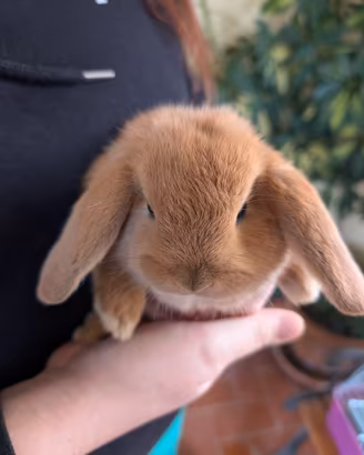 Cuccioli di coniglietto Ariete Nano svezzati