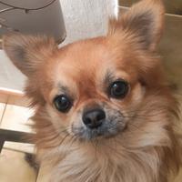 Accoppiamento Chihuahua