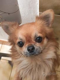 Accoppiamento Chihuahua