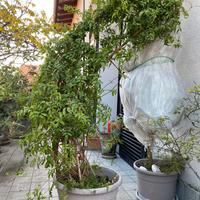 Jasminum polyanthum in vaso fiori bianco- rosati
