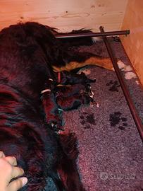 Cuccioli Bovaro Bernese con pedigree Enci