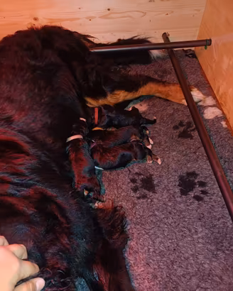 Cuccioli Bovaro Bernese con pedigree Enci