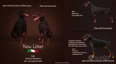 Dobermann cuccioli