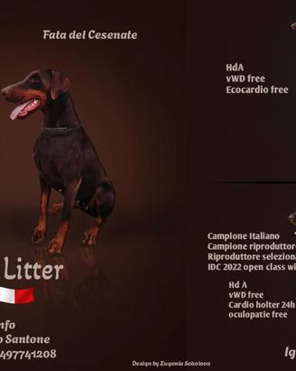 Dobermann cuccioli
