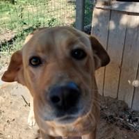 Giusy meticcio di labrador