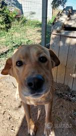 Giusy meticcio di labrador