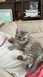 Gattini scottish fold e straight