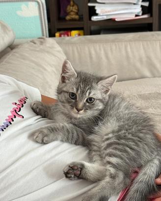 Gattini scottish fold e straight