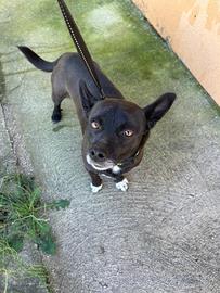 Dolce e affettuoso cagnolino taglia piccola