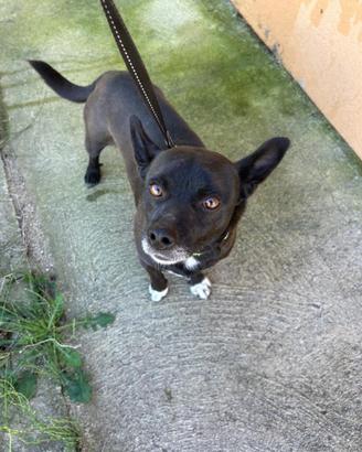 Dolce e affettuoso cagnolino taglia piccola