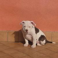American bully