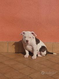 American bully