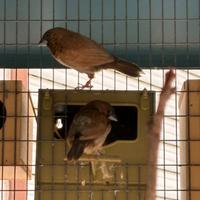 Coppie di passeri del giappone