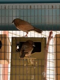 Coppie di passeri del giappone