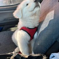 Pastore maremmano 50 giorni