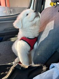 Pastore maremmano 50 giorni