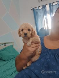 Cucciole di barboncino fulve