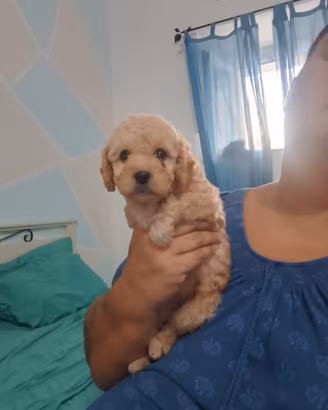 Cucciole di barboncino fulve