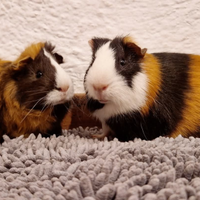 Scorny e Leopold splendide caviette