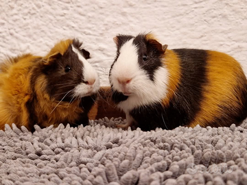 Scorny e Leopold splendide caviette