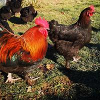 Coppia galline Marans Nero Ramato