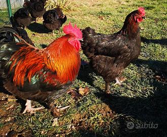 Coppia galline Marans Nero Ramato