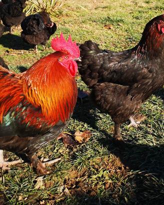 Coppia galline Marans Nero Ramato