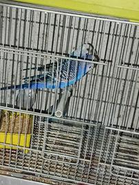 Cocoriti