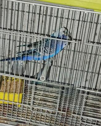 Cocoriti