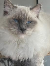 Ragdoll