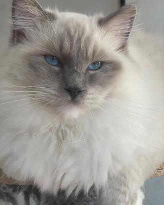 Ragdoll