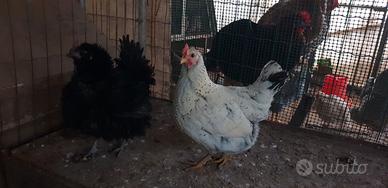 Galline piccole da cova