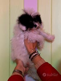 Barbone femmina mini toy