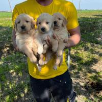 Cuccioli di Golden Retriever (con pedigree enci)