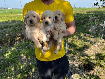 Cuccioli di Golden Retriever (con pedigree enci)