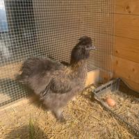 Moroseta, Gallo e 2 galline