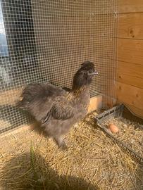 Moroseta, Gallo e 2 galline